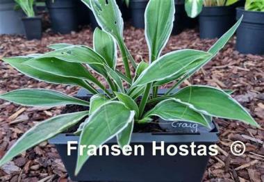 Hosta Ginko Craig
