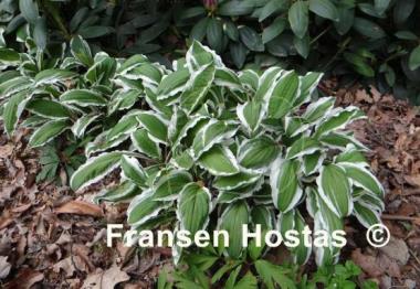Hosta Ginko Craig