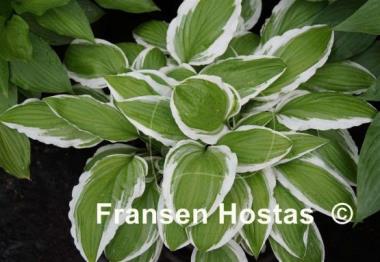Hosta Ginko Craig
