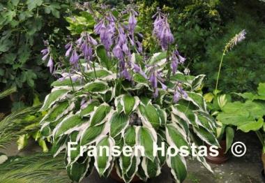 Hosta Ginko Craig