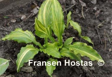 Hosta Ginsu Knife Supreme