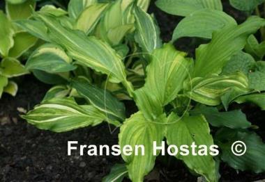 Hosta Ginsu Knife Supreme
