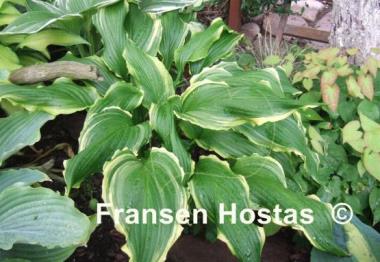 Hosta Ginsu Knife