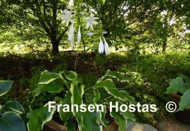 Hosta Ginsu Knife