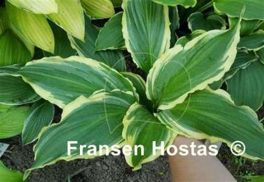 Hosta Ginsu Knife