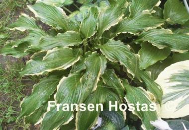 Hosta Ginsu Knife