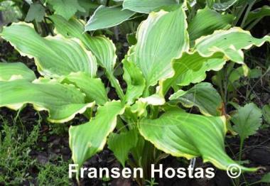 Hosta Ginsu Knife