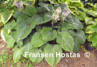 Hosta Gitchigumi