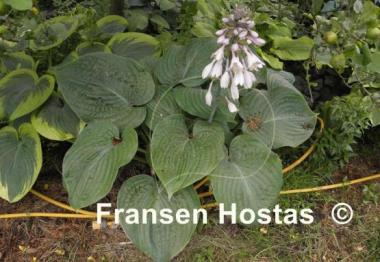 Hosta Gitchigumi