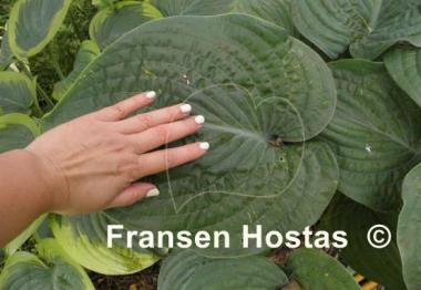 Hosta Gitchigumi