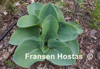 Hosta Glacial Lake