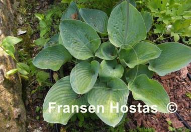 Hosta Glacial Lake