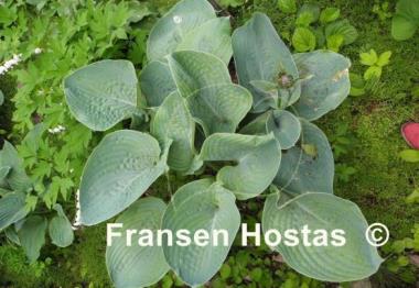 Hosta Glacial Lake