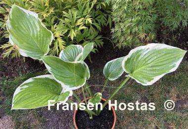 Hosta Glacial Towers