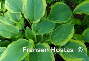 Hosta Glacial Towers