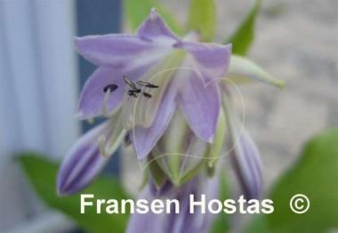 Hosta Glacier Cascade
