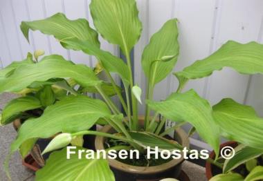 Hosta Glacier Cascade