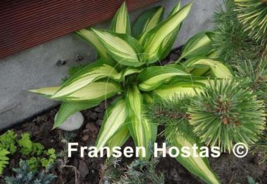 Hosta Glamour
