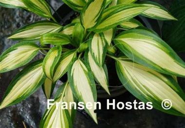 Hosta Glamour