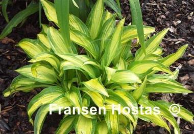 Hosta Glamour