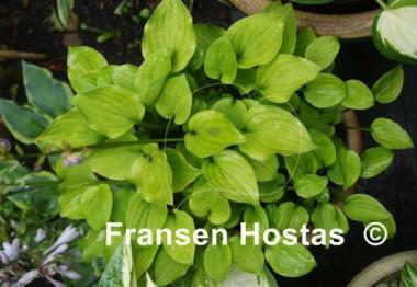 Hosta Glass Hearts