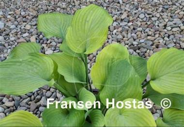 Hosta Glen Luminaria