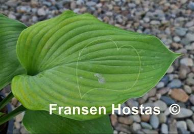 Hosta Glen Luminaria