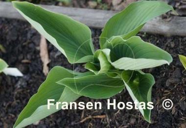 Hosta Glen Triumph