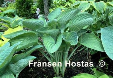 Hosta Glen Triumph