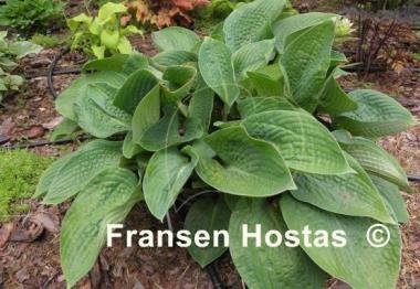 Hosta Glitter