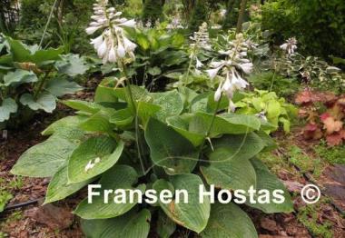 Hosta Glitter