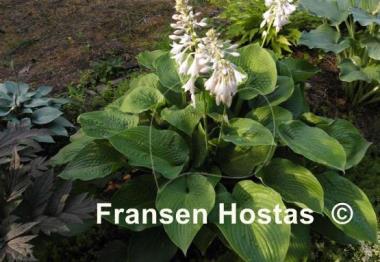 Hosta Glitter