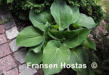Hosta Glitter