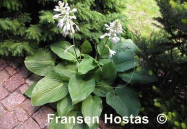 Hosta Glitter