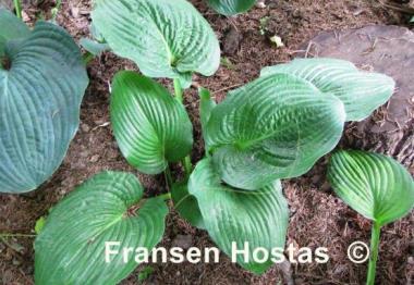 Hosta Glitter