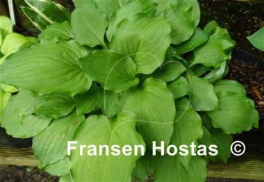 Hosta Glockenspiel