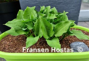 Hosta Glockenspiel