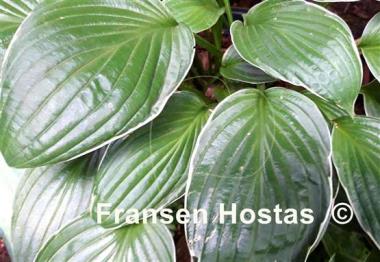 Hosta Gloriosa