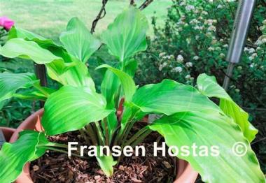 Hosta Glorious