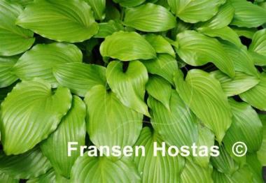 Hosta Glorious