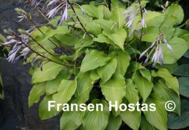 Hosta Glorious