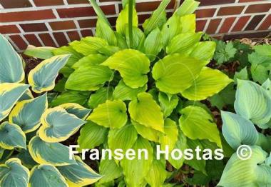 Hosta Glorious