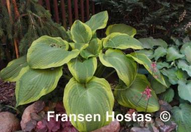 Hosta Glory Hallelujah