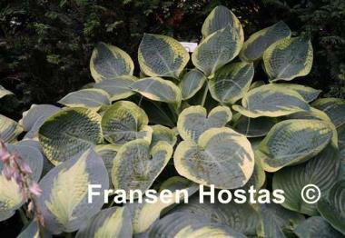 Hosta Glory Hallelujah