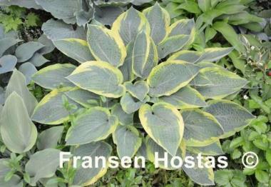 Hosta Glory Hallelujah