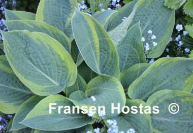 Hosta Glory Hallelujah