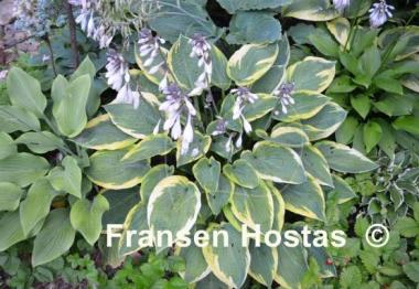 Hosta Glory Hallelujah