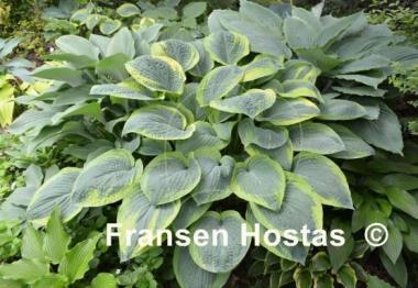 Hosta Glory Hallelujah