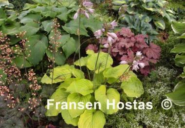 Hosta Glory