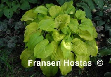 Hosta Glory